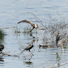 Yellow-billed stork