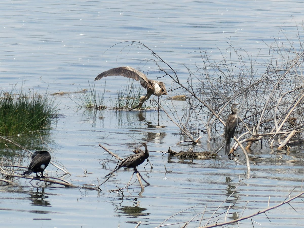 Yellow-billed stork