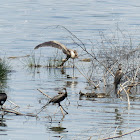 Yellow-billed stork