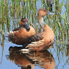 Fulvous whistling duck