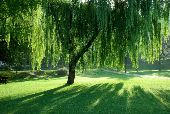 Verde speranza di Roberto58