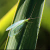 Golden-eyed Lacewing