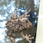 Grey Tree Frog, male