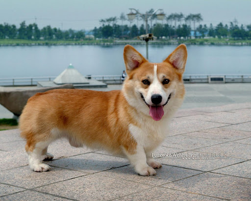 免費下載個人化APP|Pembroke Welsh Corgi Wallpaper app開箱文|APP開箱王