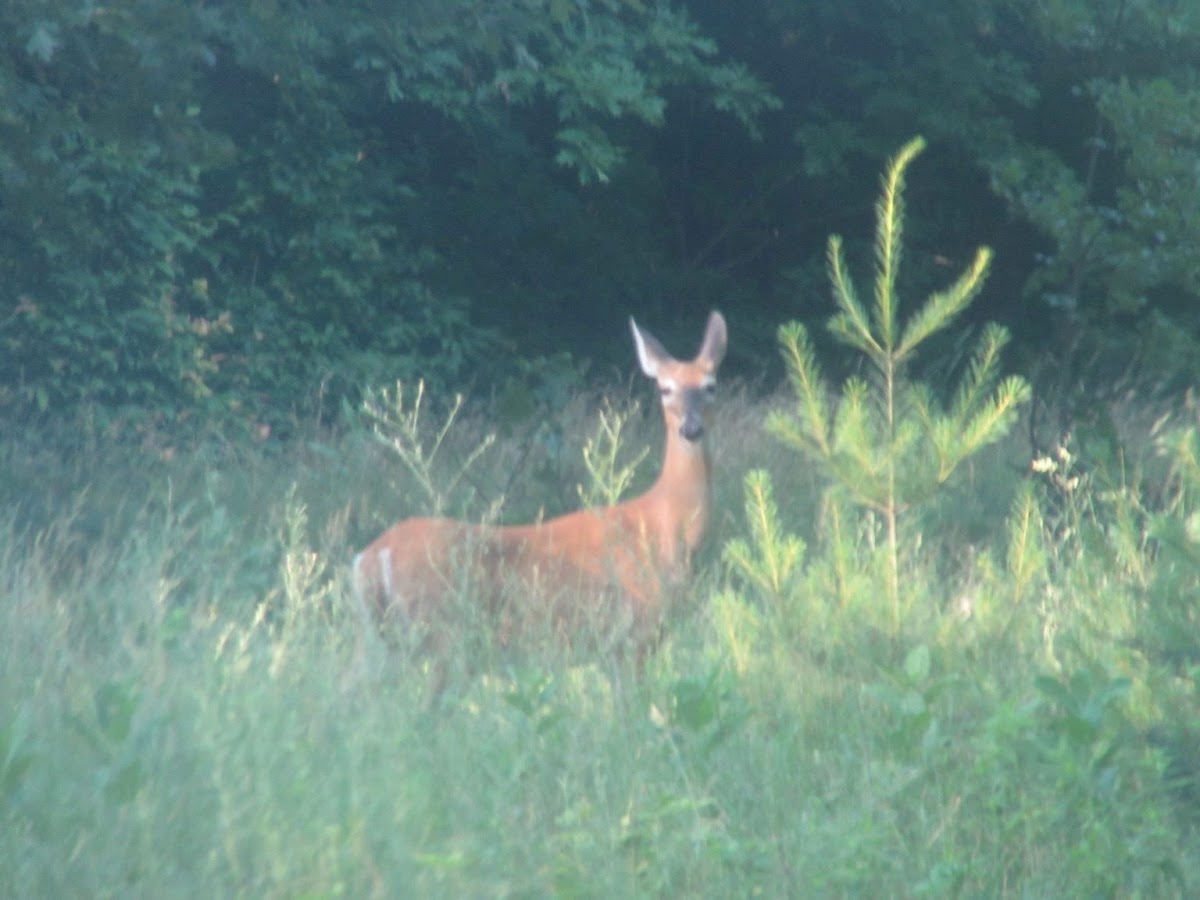 White-tailed Deer doe