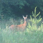 White-tailed Deer doe