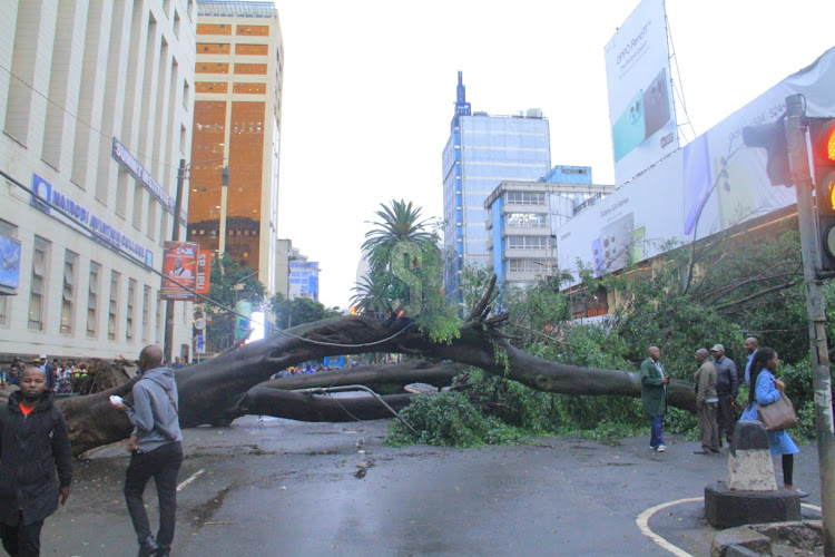 A section of Moi Avenue blocked after fall of tree on Wednesday, April 24, 2024.