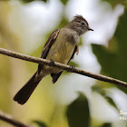 Great crested flycatcher