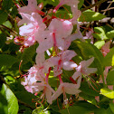 Pink Azalea