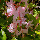 Pink Azalea