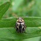 Parthenium Beetle