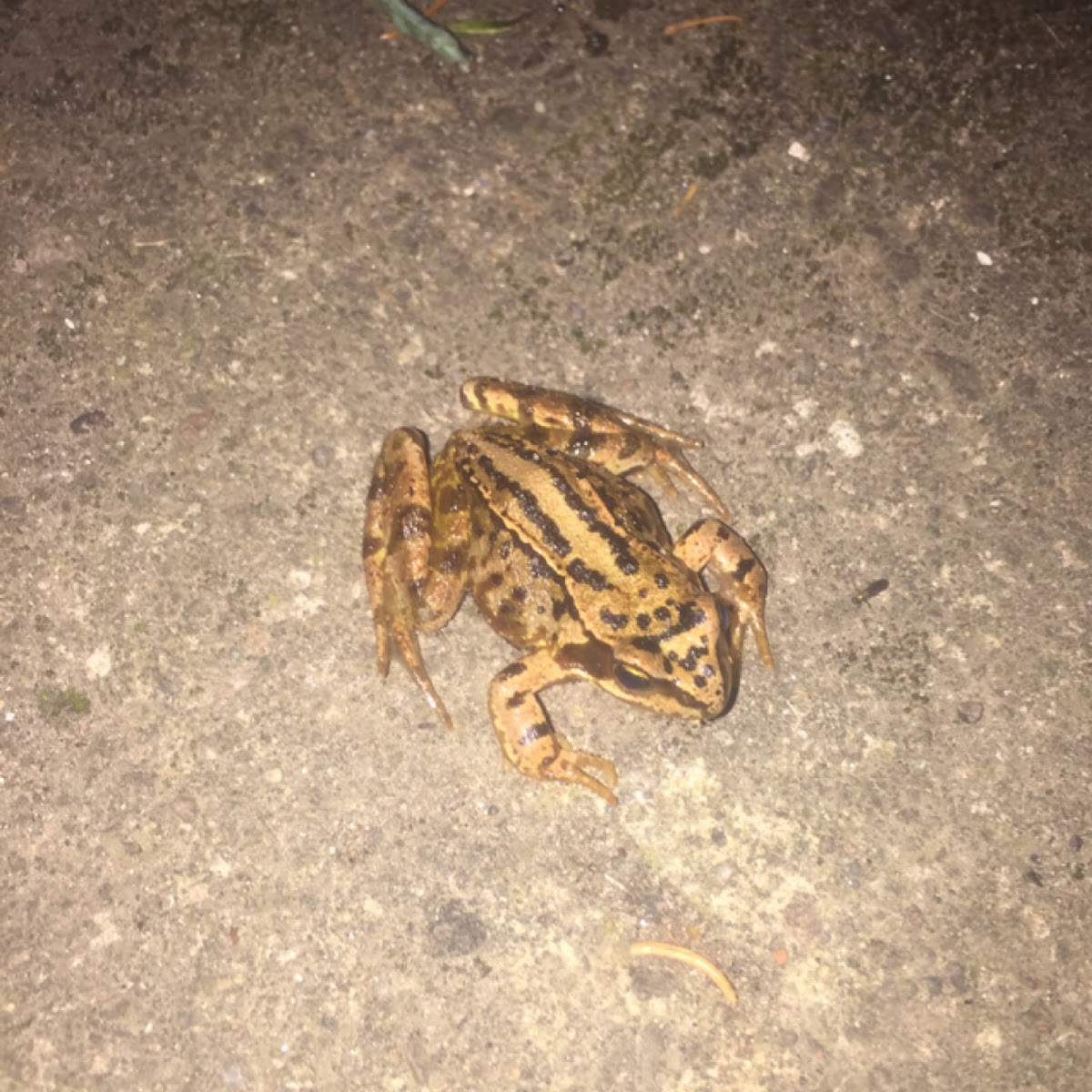 Common Frog