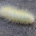 Virginian Tiger Moth