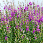 Rosebay willowherb