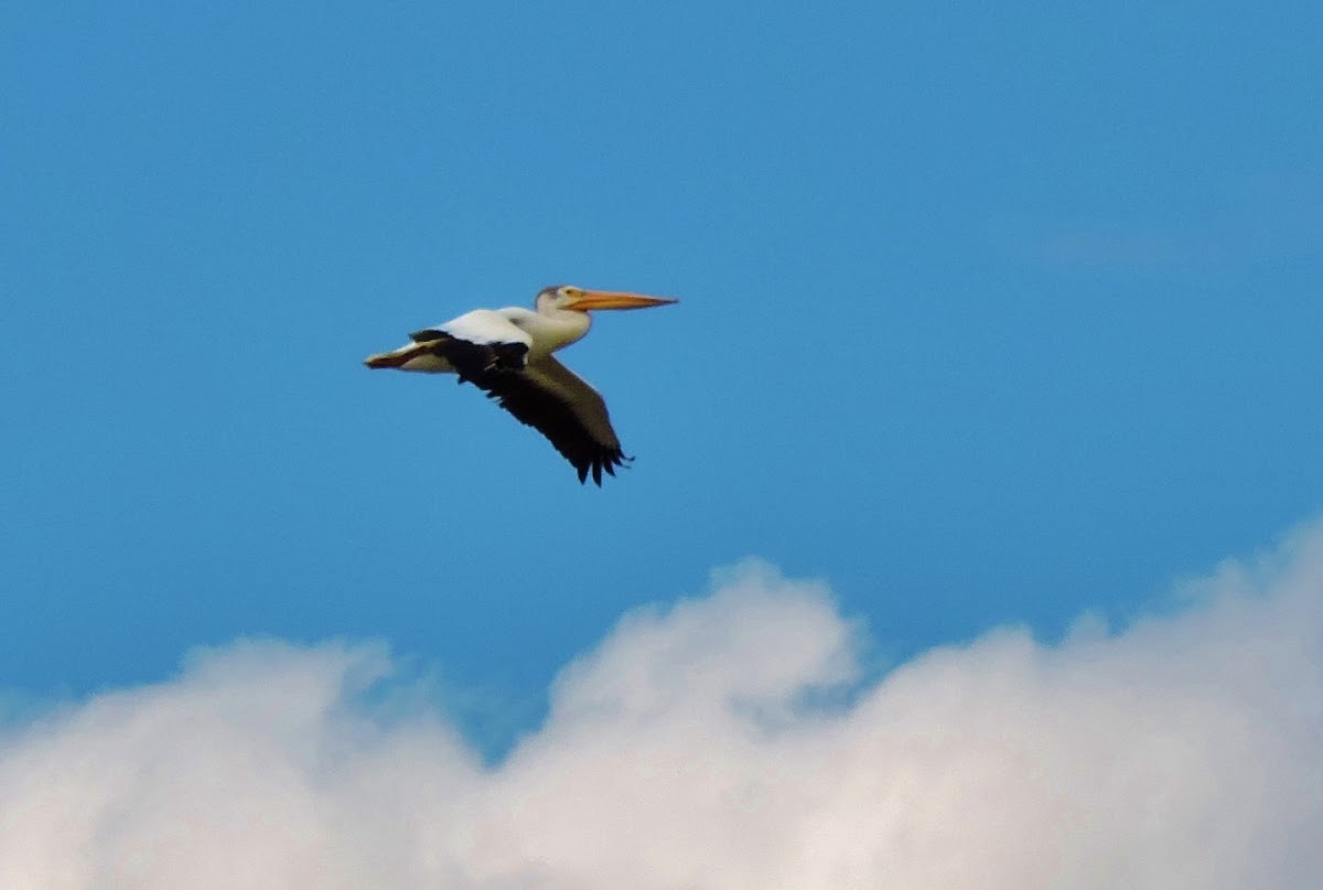 White pelican