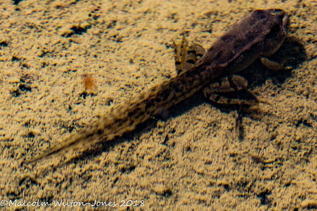 Iberian Water Frog morphing