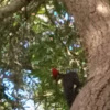 Pileated wood pecker