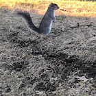 Eastern Gray Squirrel