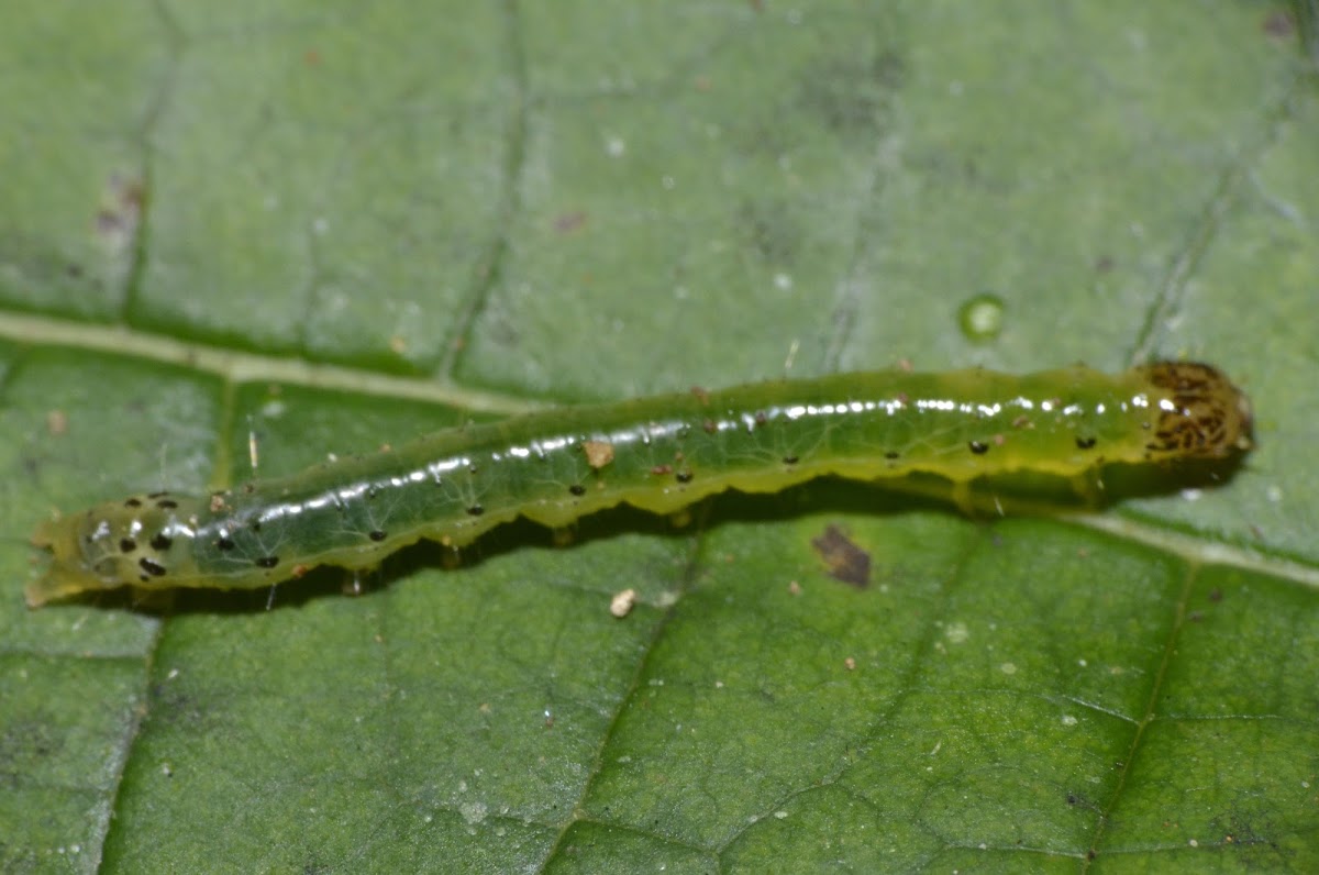 Caterpillar