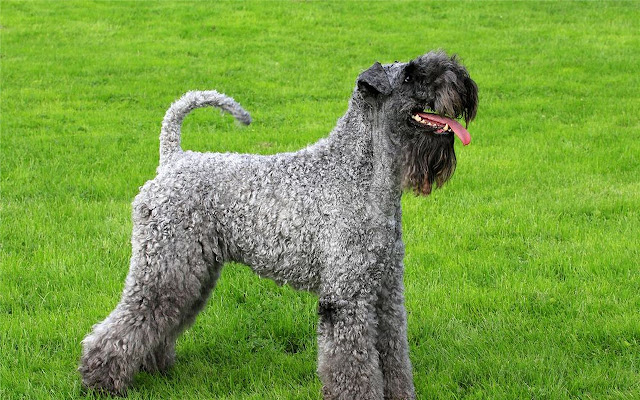 Kerry Blue Terrier Tema y Nueva pestaña