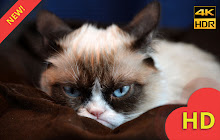 Grumpy Cat HD Wallpapers New Tab small promo image