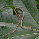 Philippine Whipsnake - juvenile