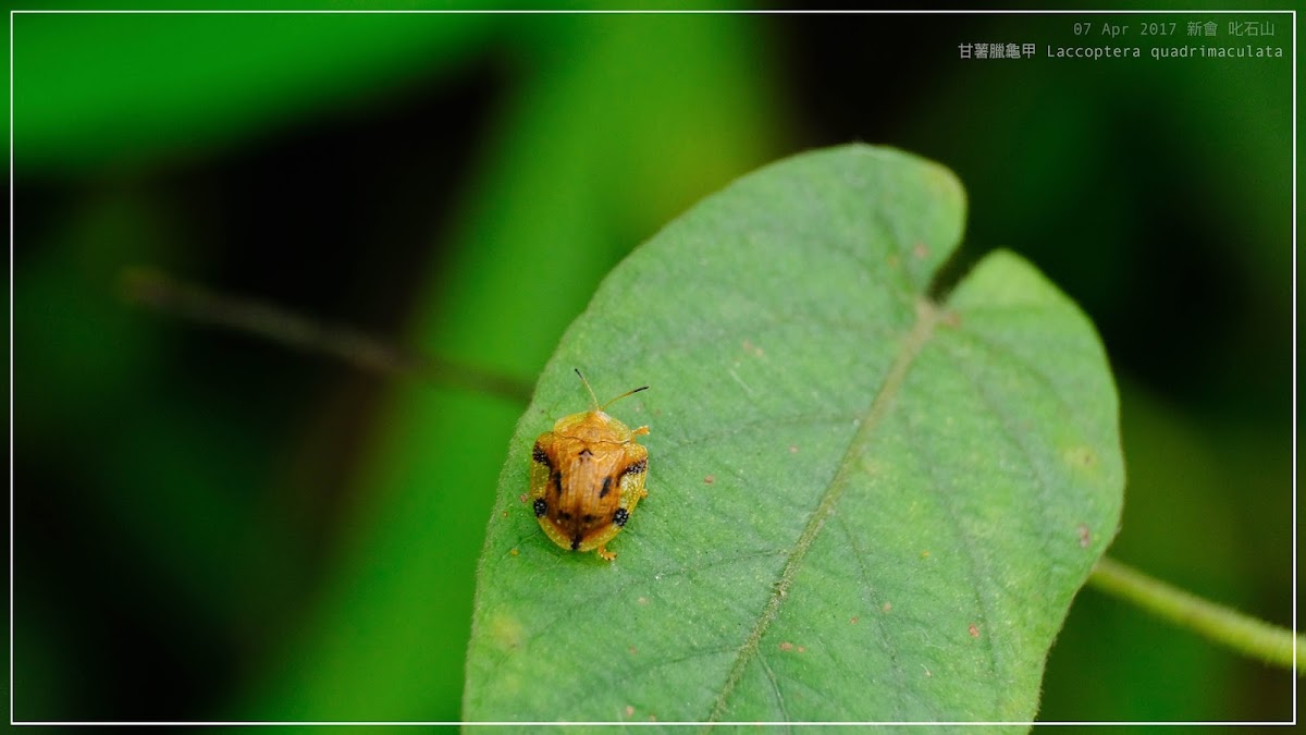 Laccoptera quadrimaculata 甘薯臘龜甲