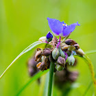 Spiderwort (either Ohio or Virginia Spiderwort)