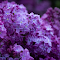 Item logo image for Blooming bunch of flowers