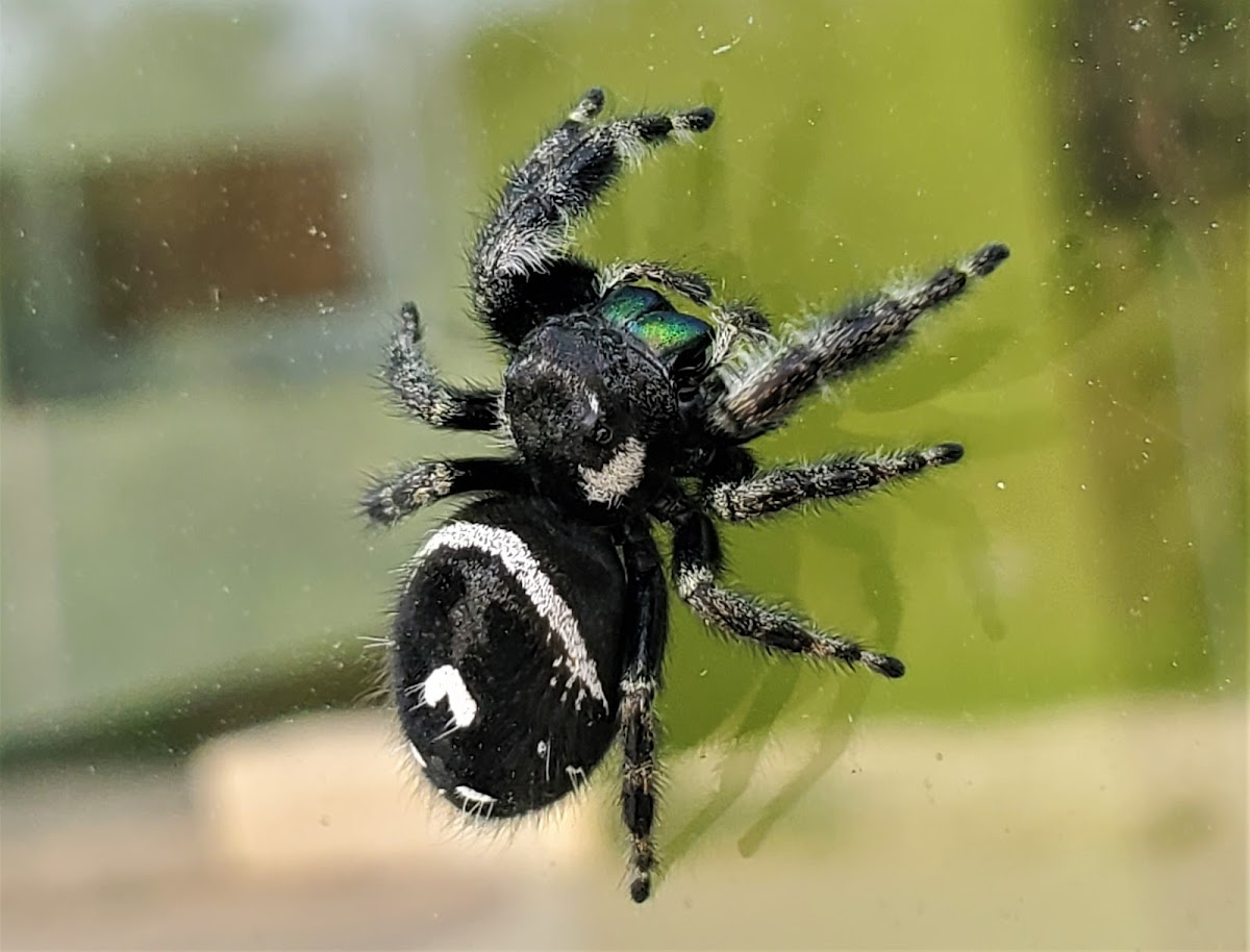 Bold jumping spider