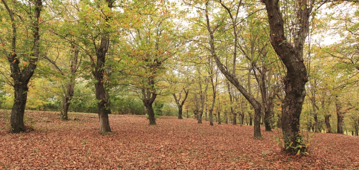 Tappeto di foglie di Massimiliano73