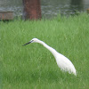 Little Egret