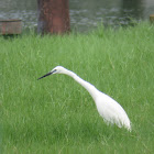 Little Egret