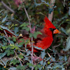 Northern Cardinal