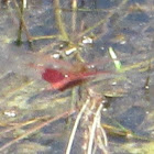 Carolina Saddlebags