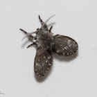 Drain Fly