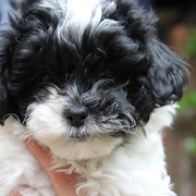 Shih Poo Dogs Wallpapers  Icon