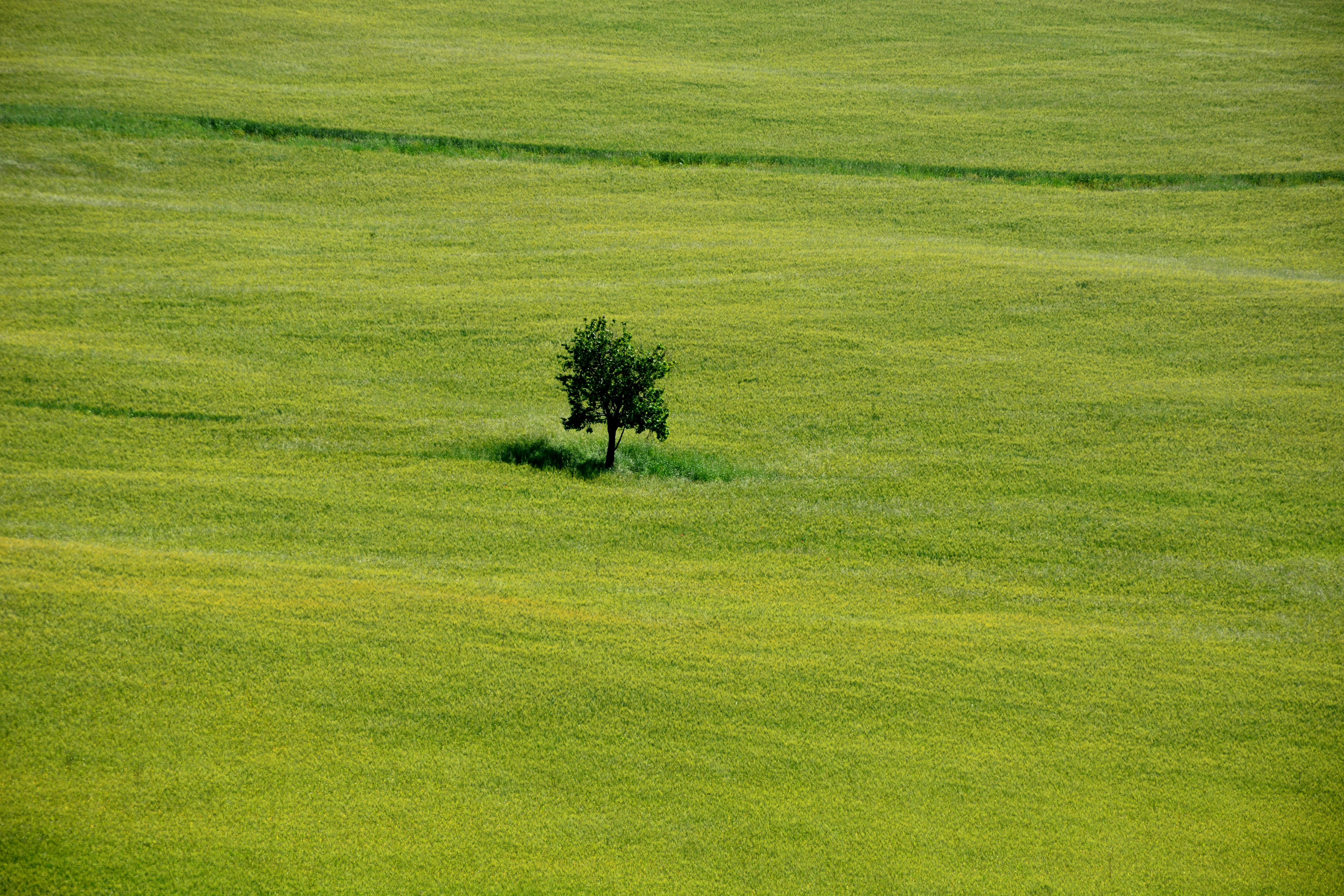 Albero solitario di MORENO ANTOGNOLI