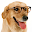 Dog Training(Easy 2 Difficult) Download on Windows