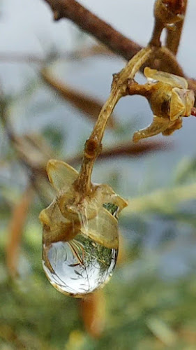 Prime piogge d'autunno sul mio ulivo.  di terazuc