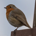 Robin