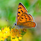 Scarce Copper; Manto de Oro