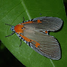 Erebid Moth