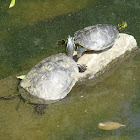 Yellow-bellied Slider