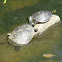 Yellow-bellied Slider