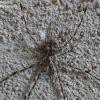 Two-Tailed Spider