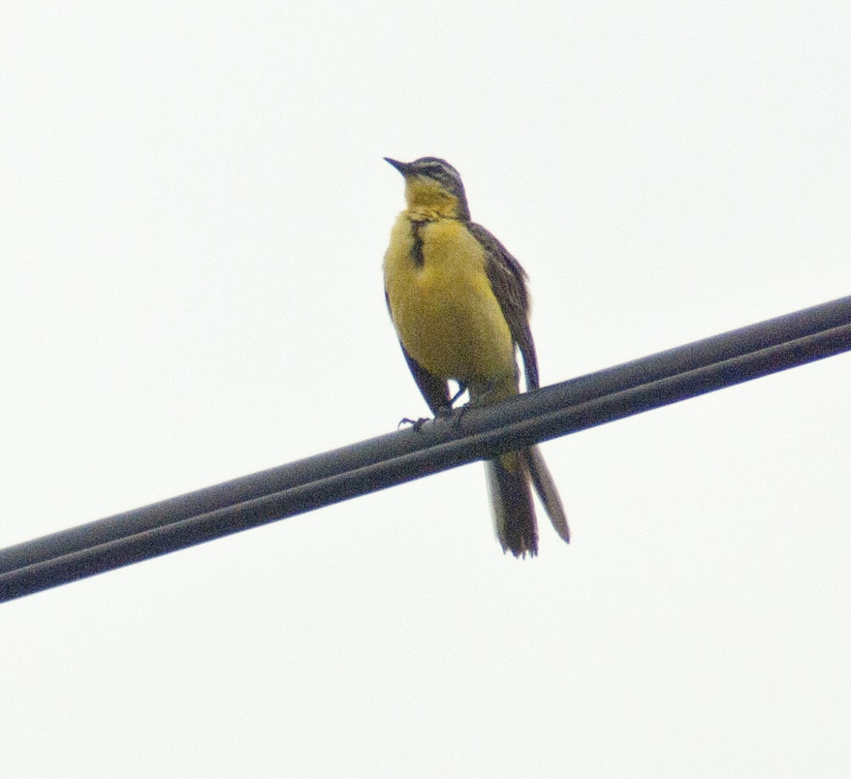 Yellow wagtail