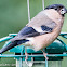 Bullfinch