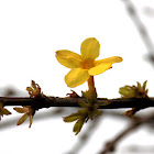 Winter jasmine