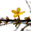 Winter jasmine